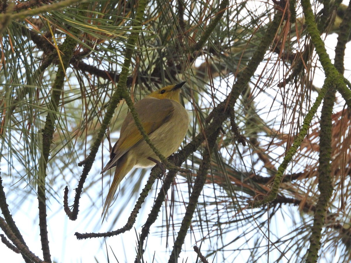 hvitsmykkehonningeter - ML646210036