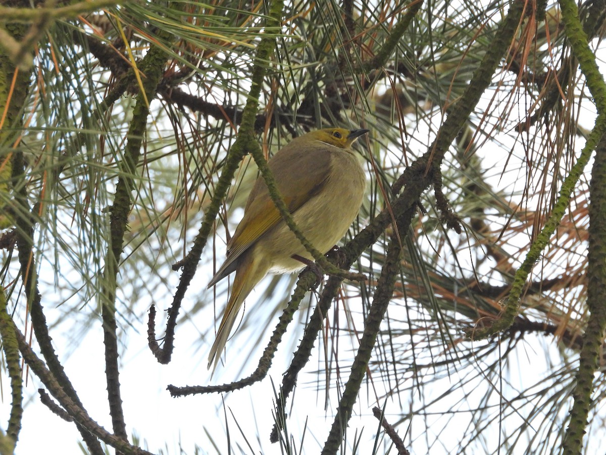 hvitsmykkehonningeter - ML646210038