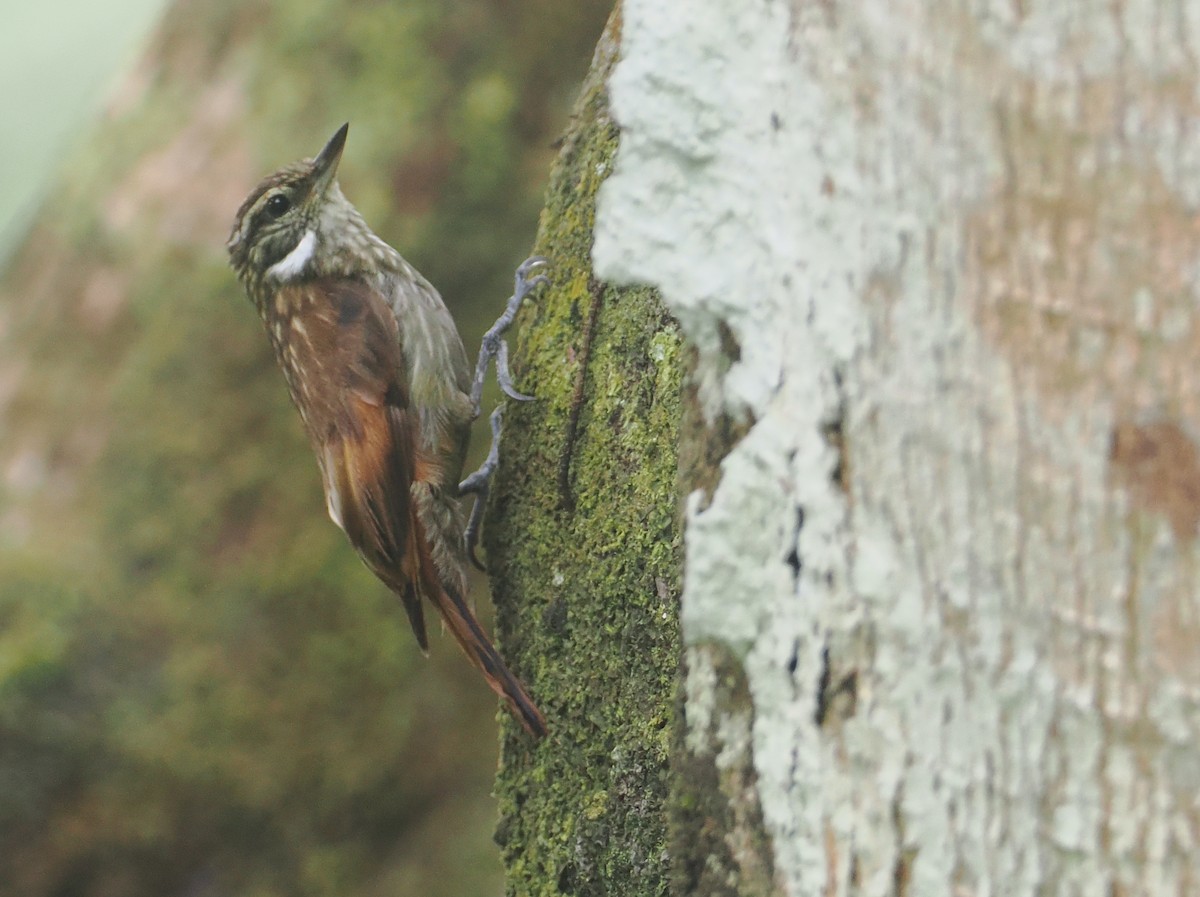 Slender-billed Xenops - ML646210040