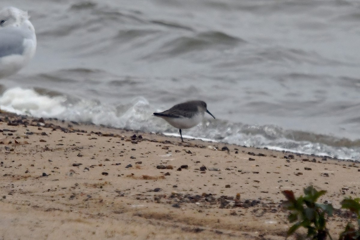 黑腹濱鷸 - ML646210042