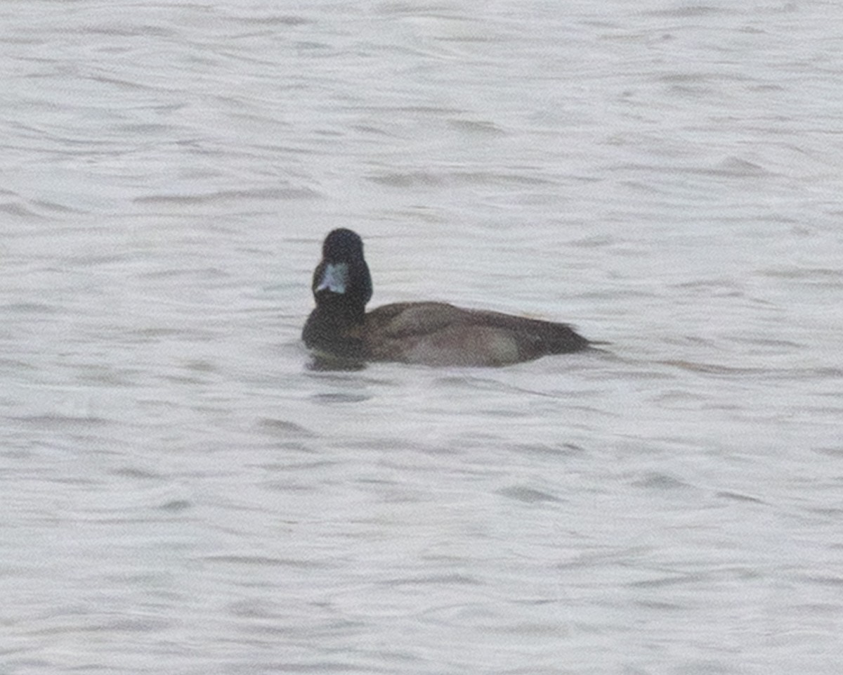 Greater/Lesser Scaup - ML646210043
