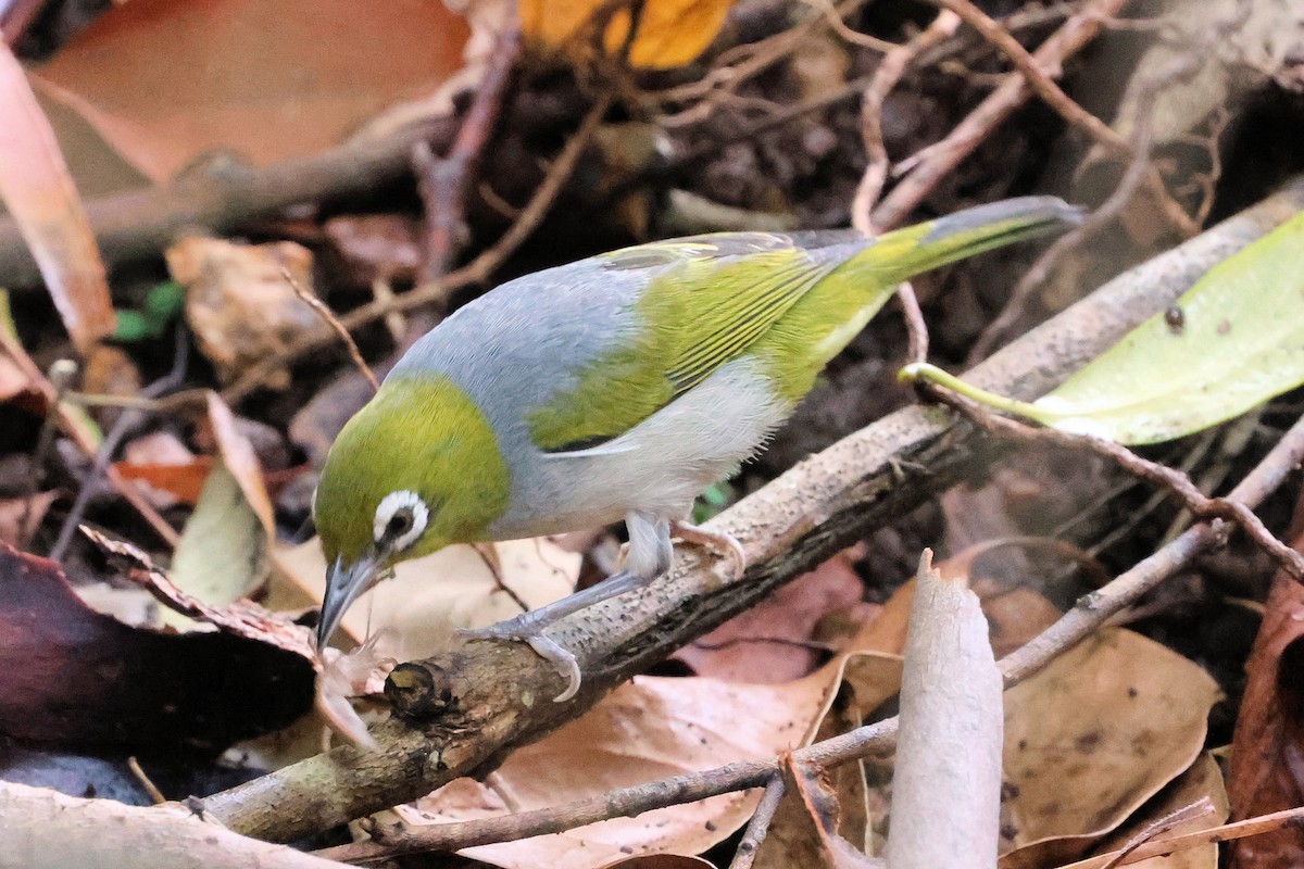 Silvereye - ML646210044