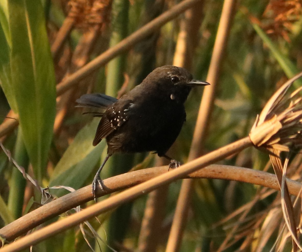 Marsh Antwren (Sao Paulo) - ML646210045