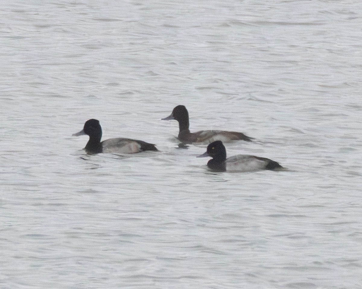 Lesser Scaup - ML646210048