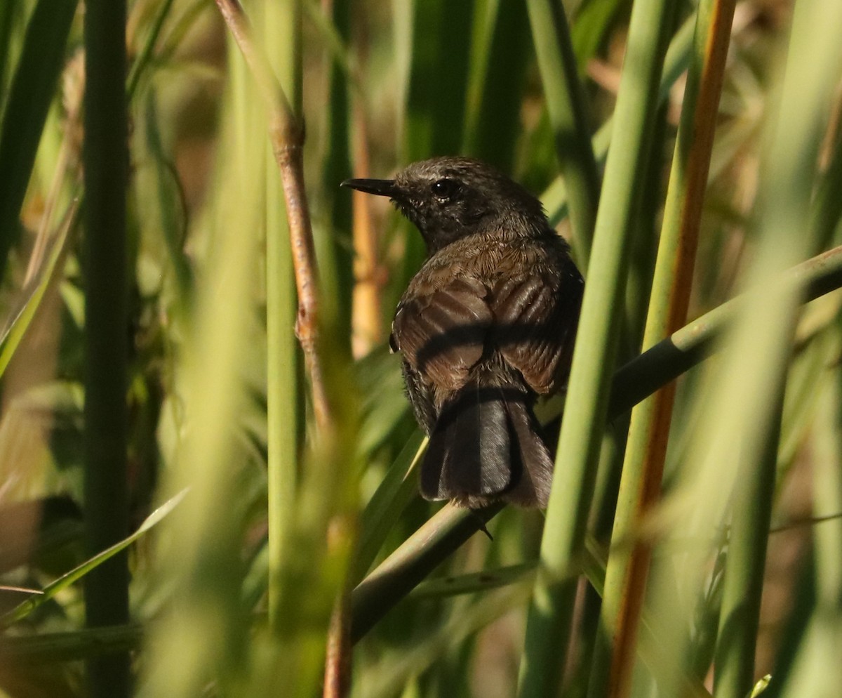 Marsh Antwren (Sao Paulo) - ML646210049
