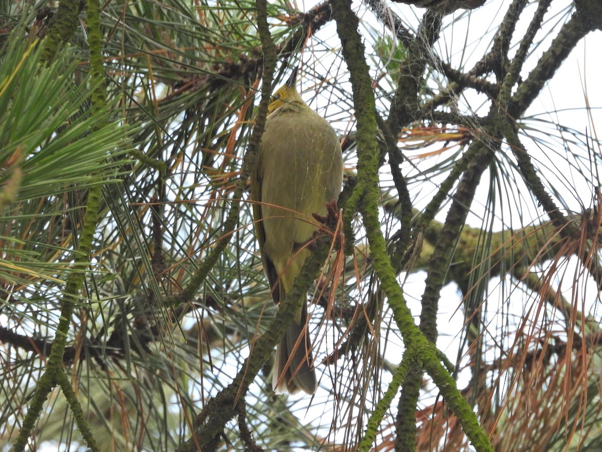 hvitsmykkehonningeter - ML646210054