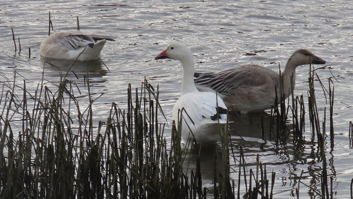 Elur-antzara - ML646210057