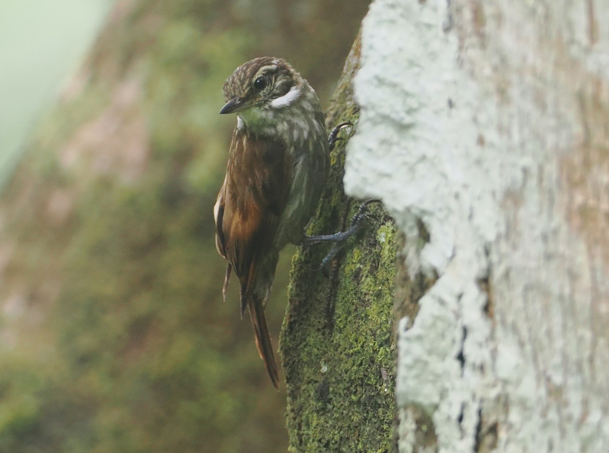 Slender-billed Xenops - ML646210058
