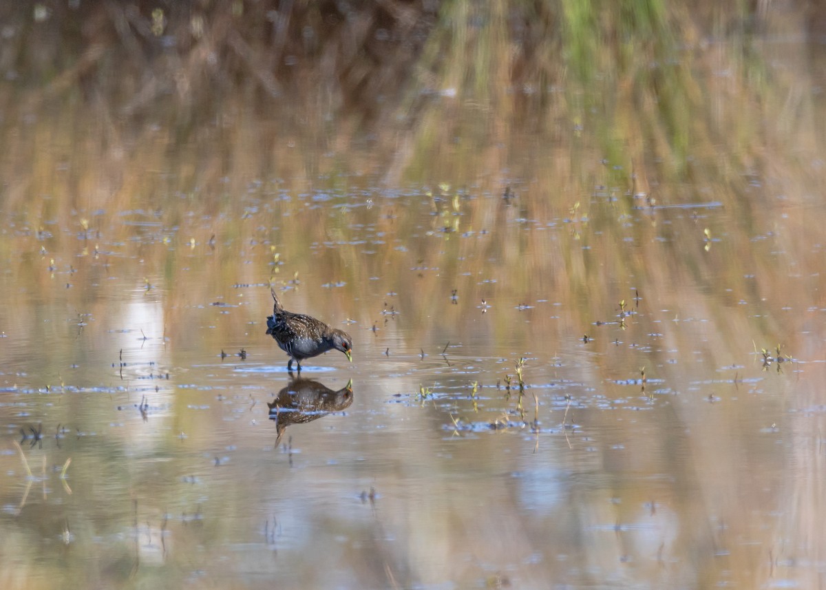 Australian Crake - ML646210059