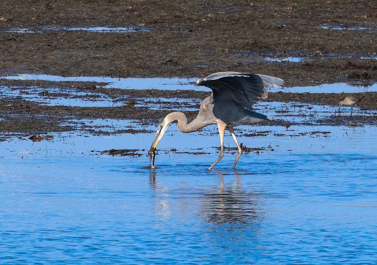 Great Blue Heron - ML646210060