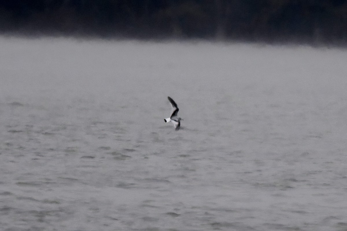 小鷗 - ML646210061