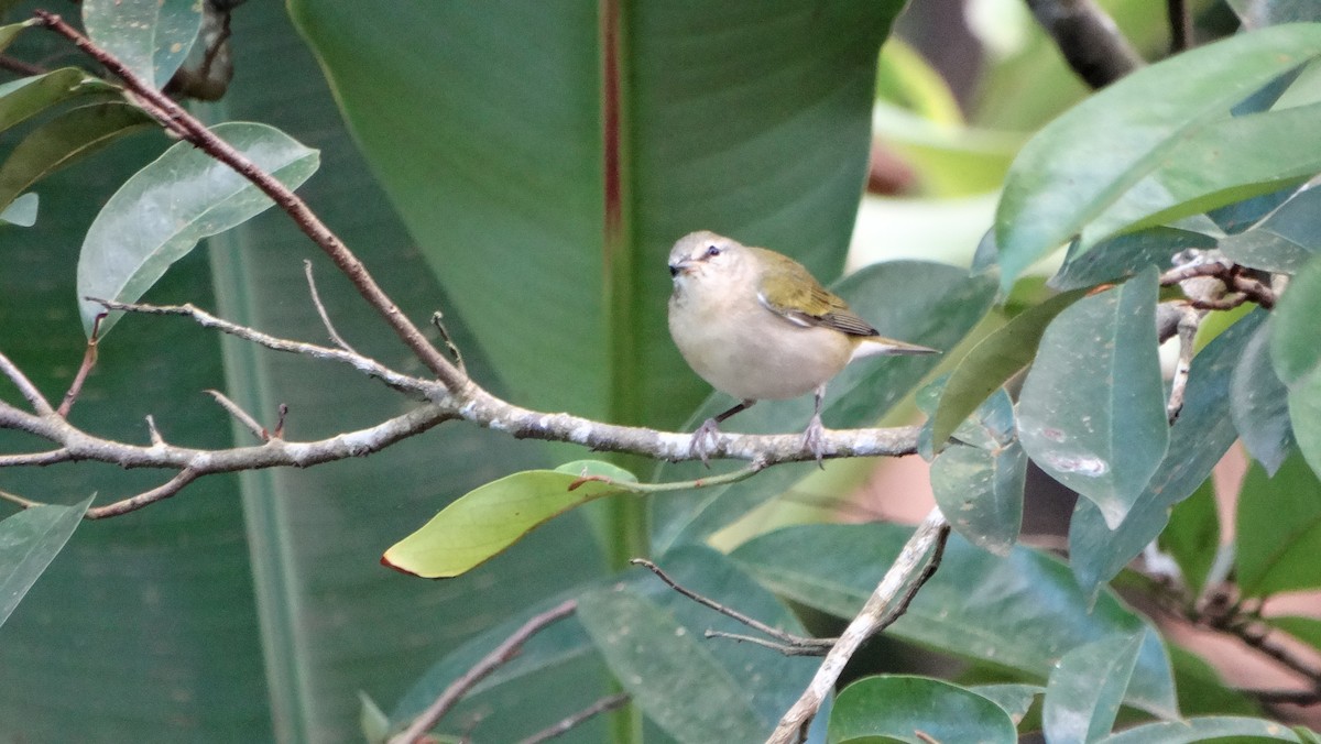 Tennessee Warbler - ML646210062