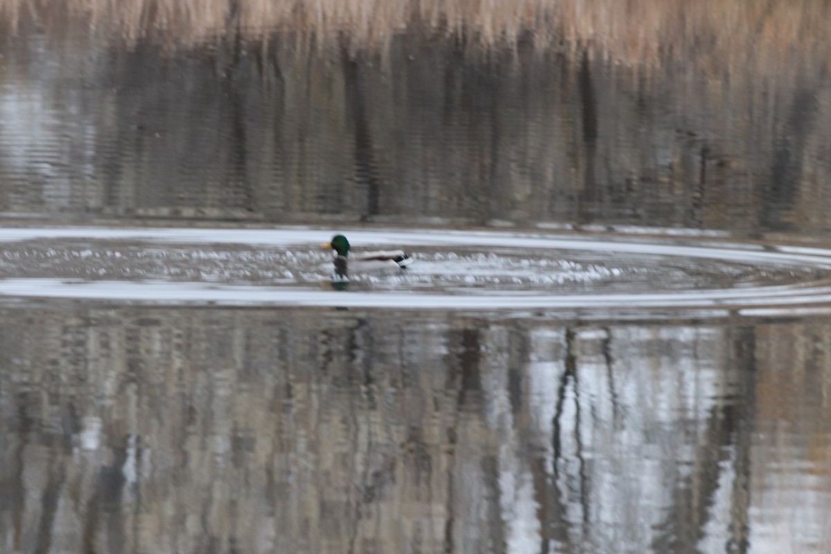 Mallard - ML646210063