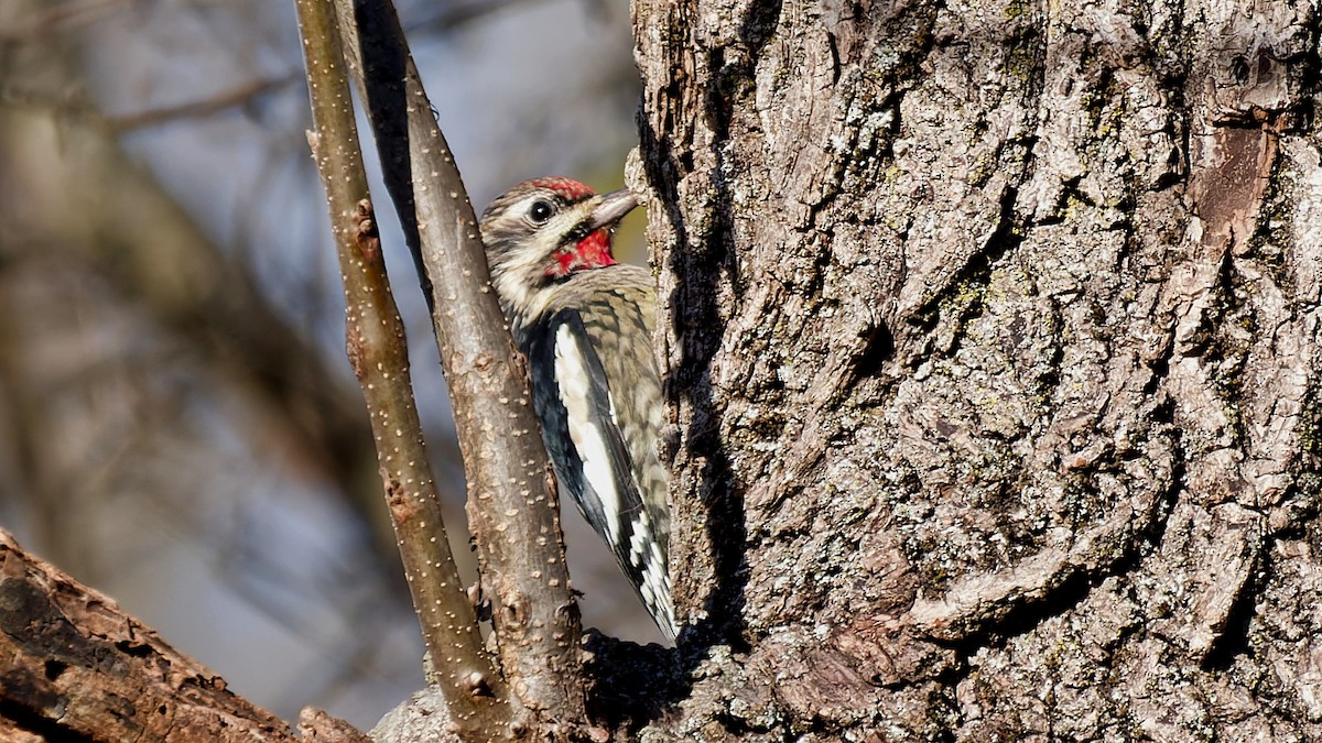 Yellow-bellied Sapsucker - ML646210065