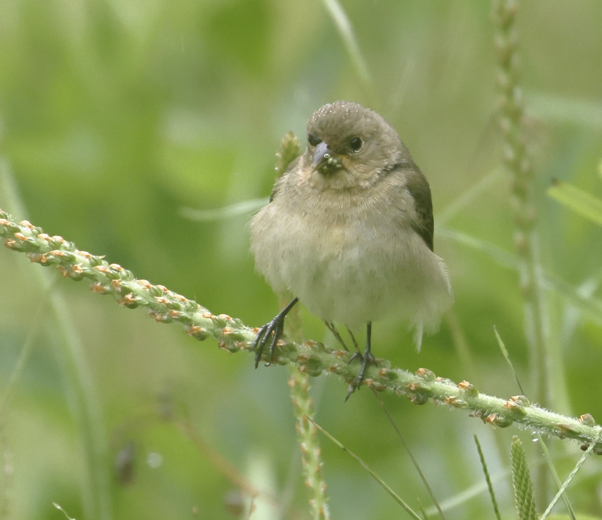 Double-collared Seedeater - ML646210066
