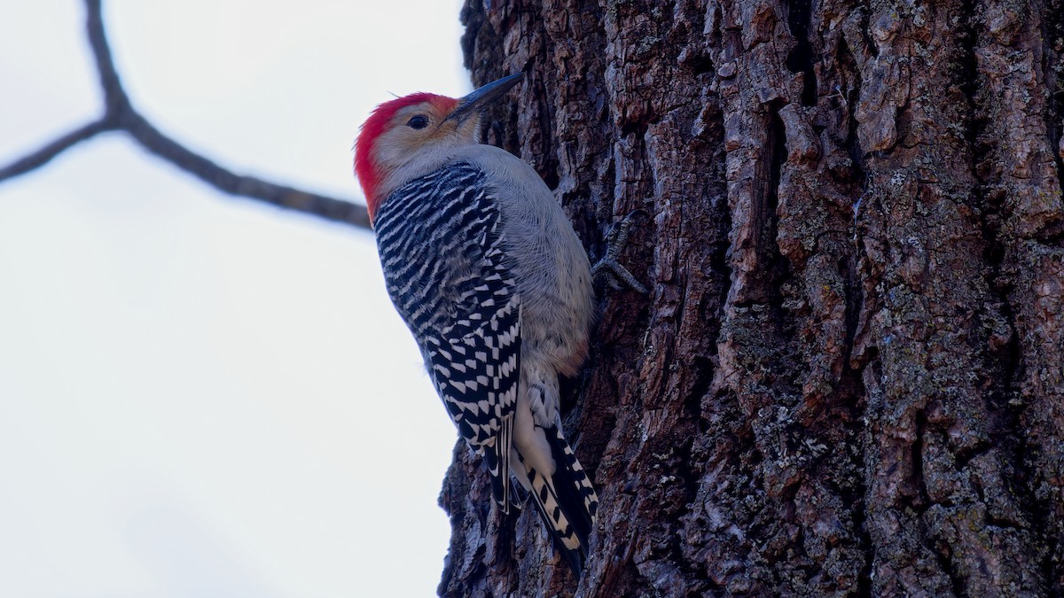 Red-bellied Woodpecker - ML646210067