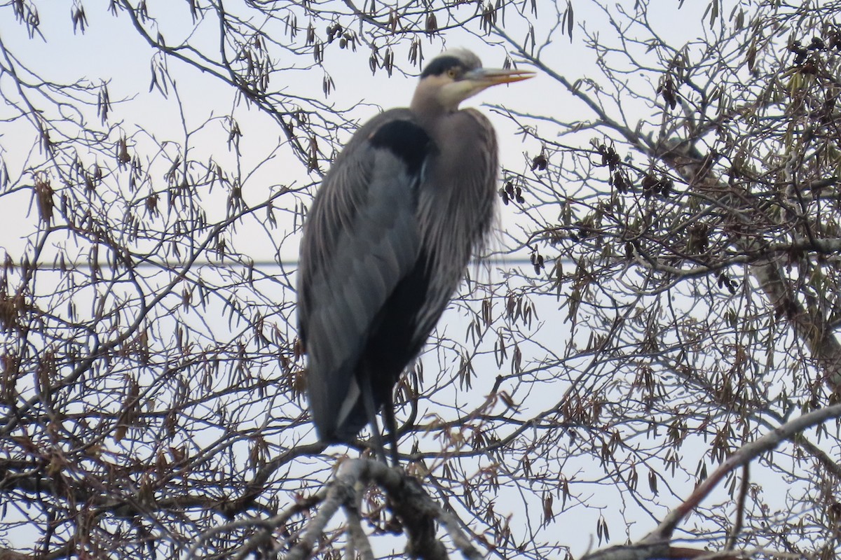 Great Blue Heron - ML646210068