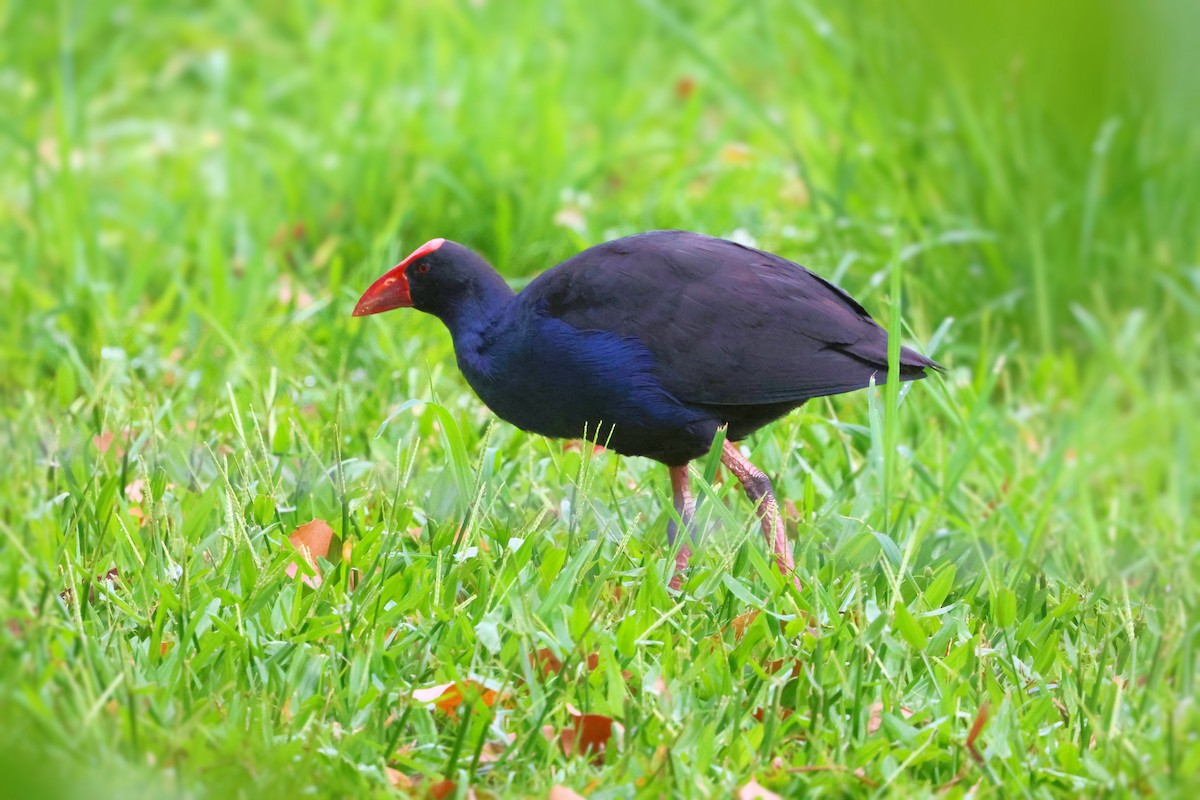 Australasian Swamphen - ML646210069