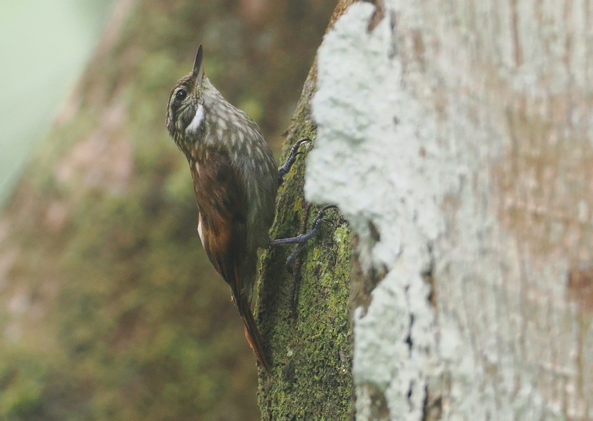 Slender-billed Xenops - ML646210070