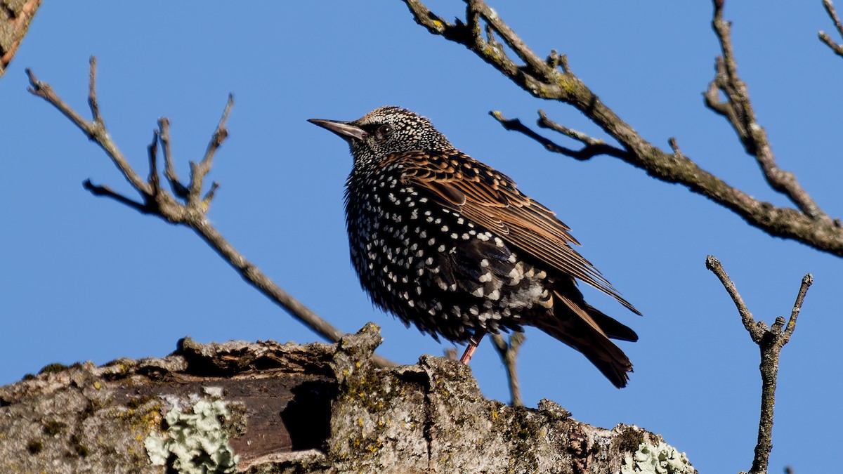 European Starling - ML646210071