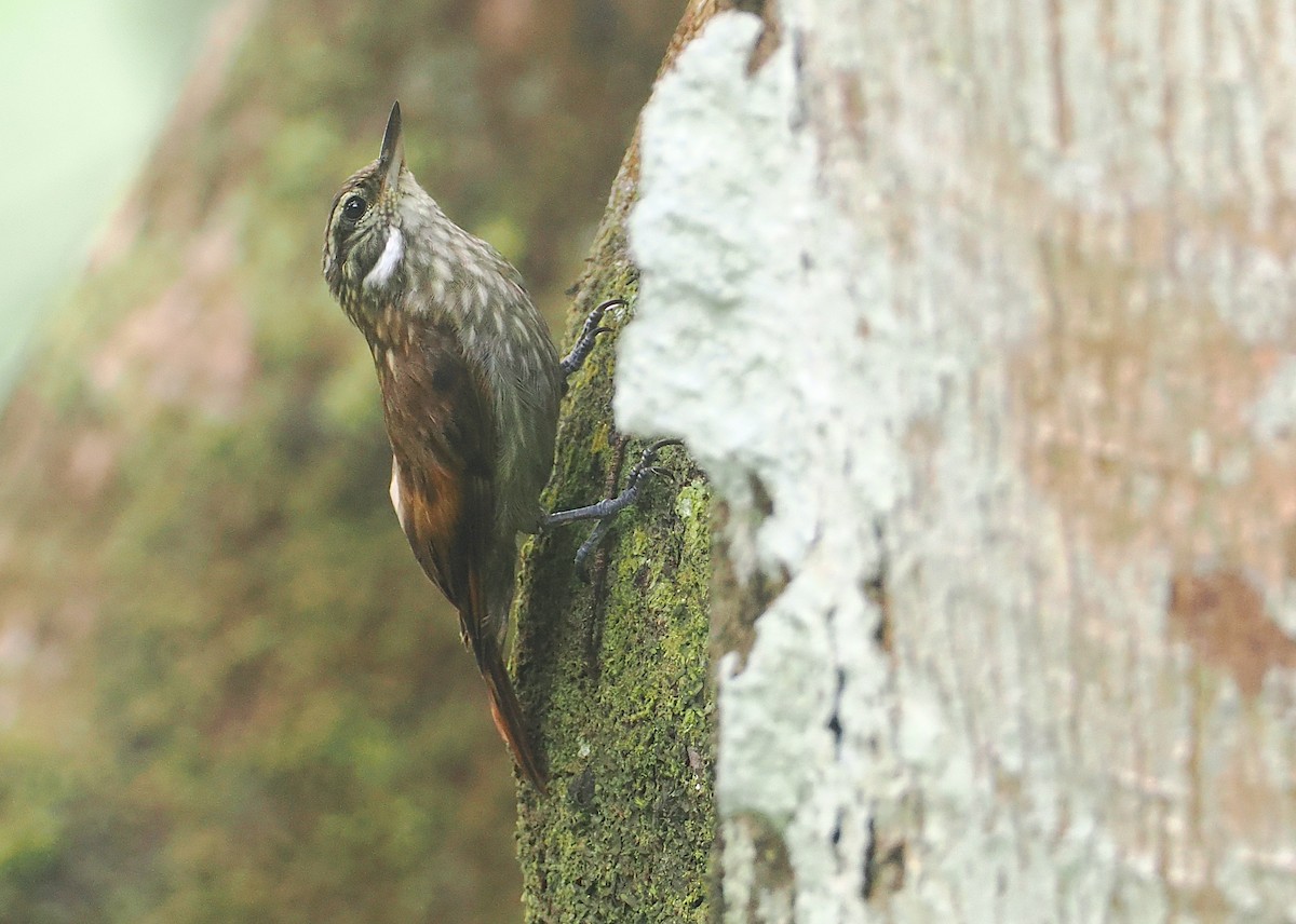 Slender-billed Xenops - ML646210072