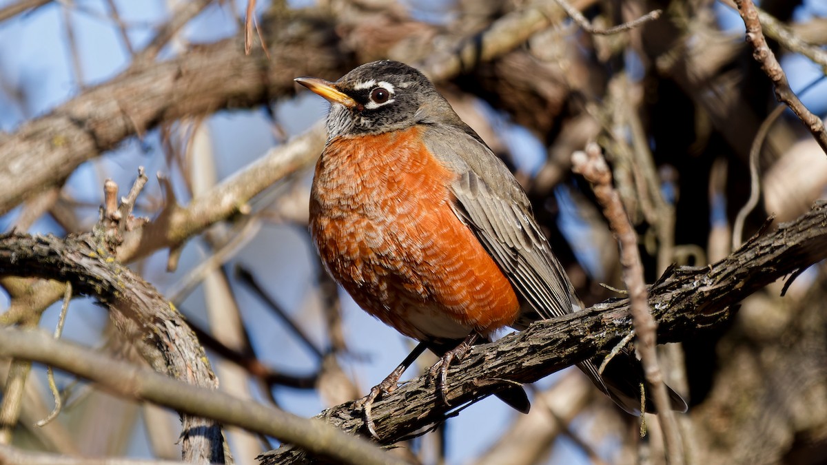 American Robin - ML646210076