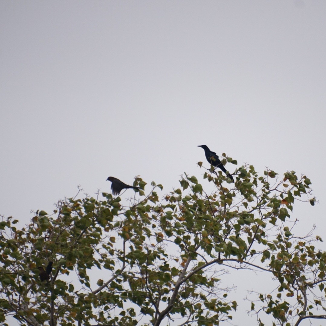 Boat-tailed Grackle - ML646210082