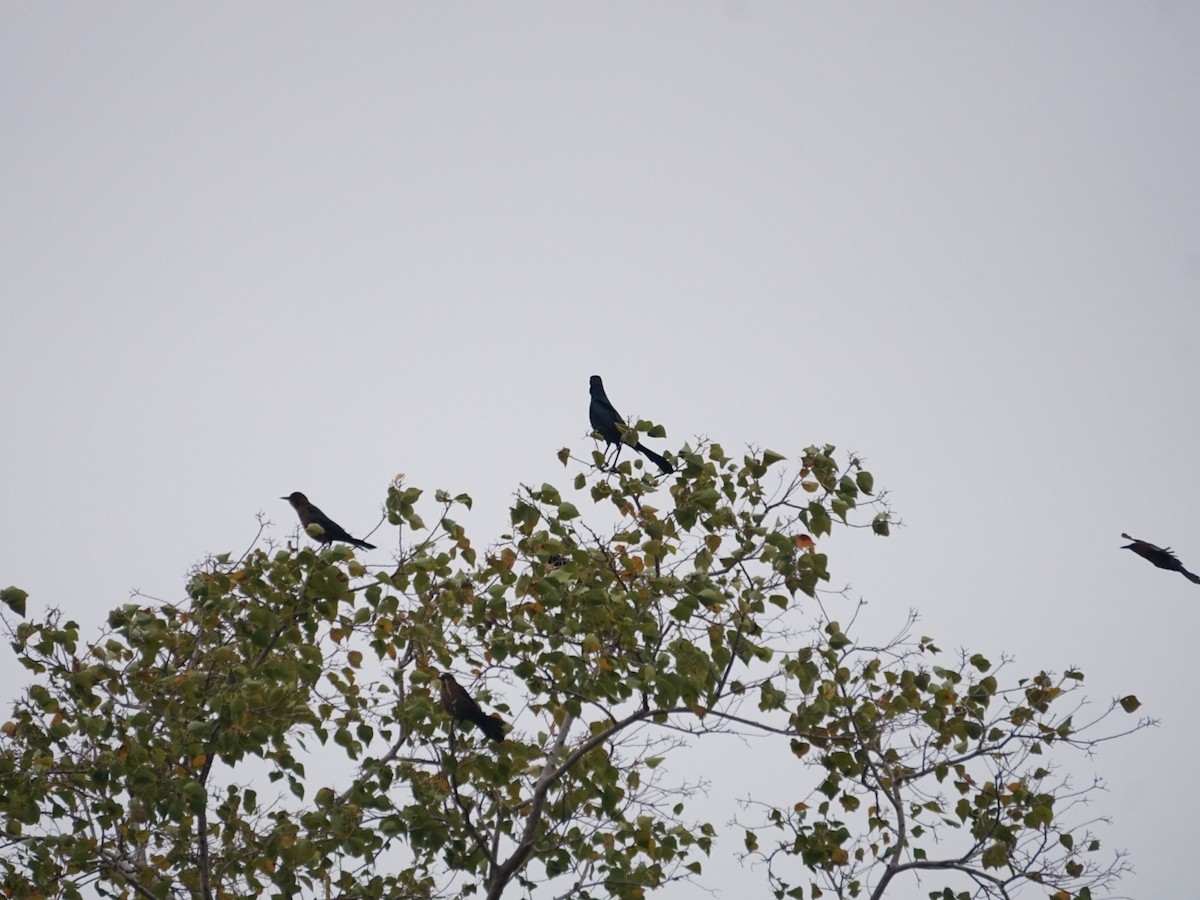 Boat-tailed Grackle - ML646210083