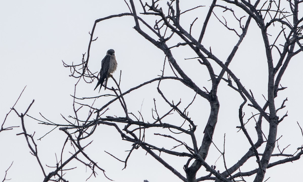 Sooty Falcon - ML646210084