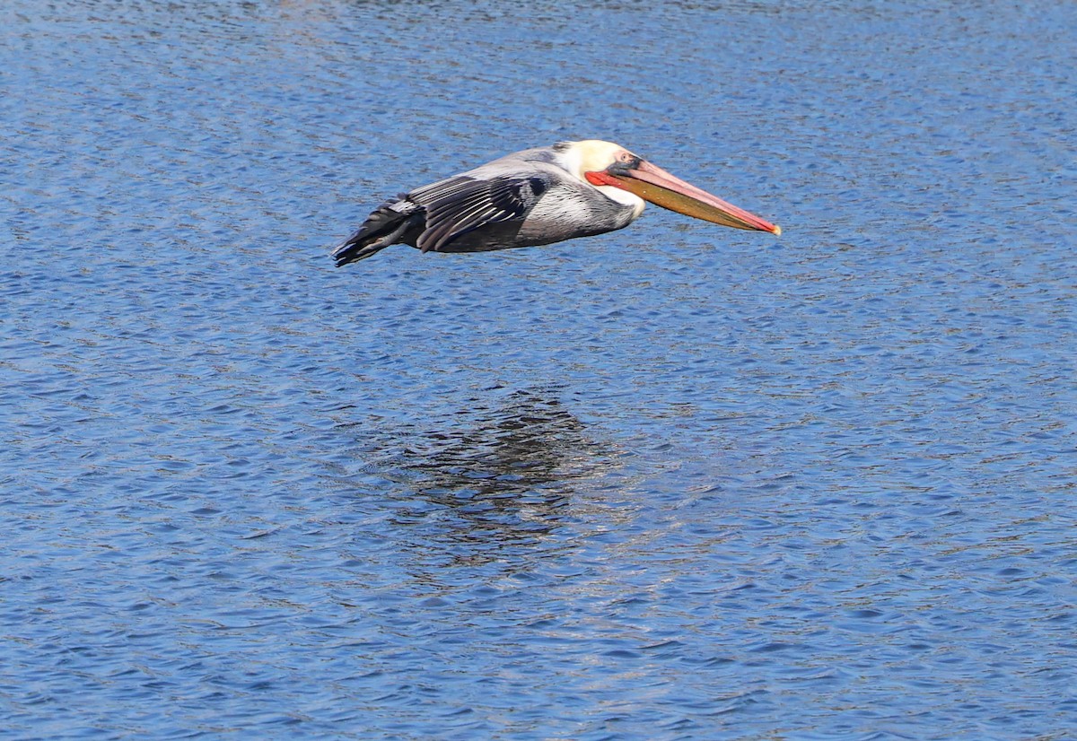Brown Pelican - ML646210085