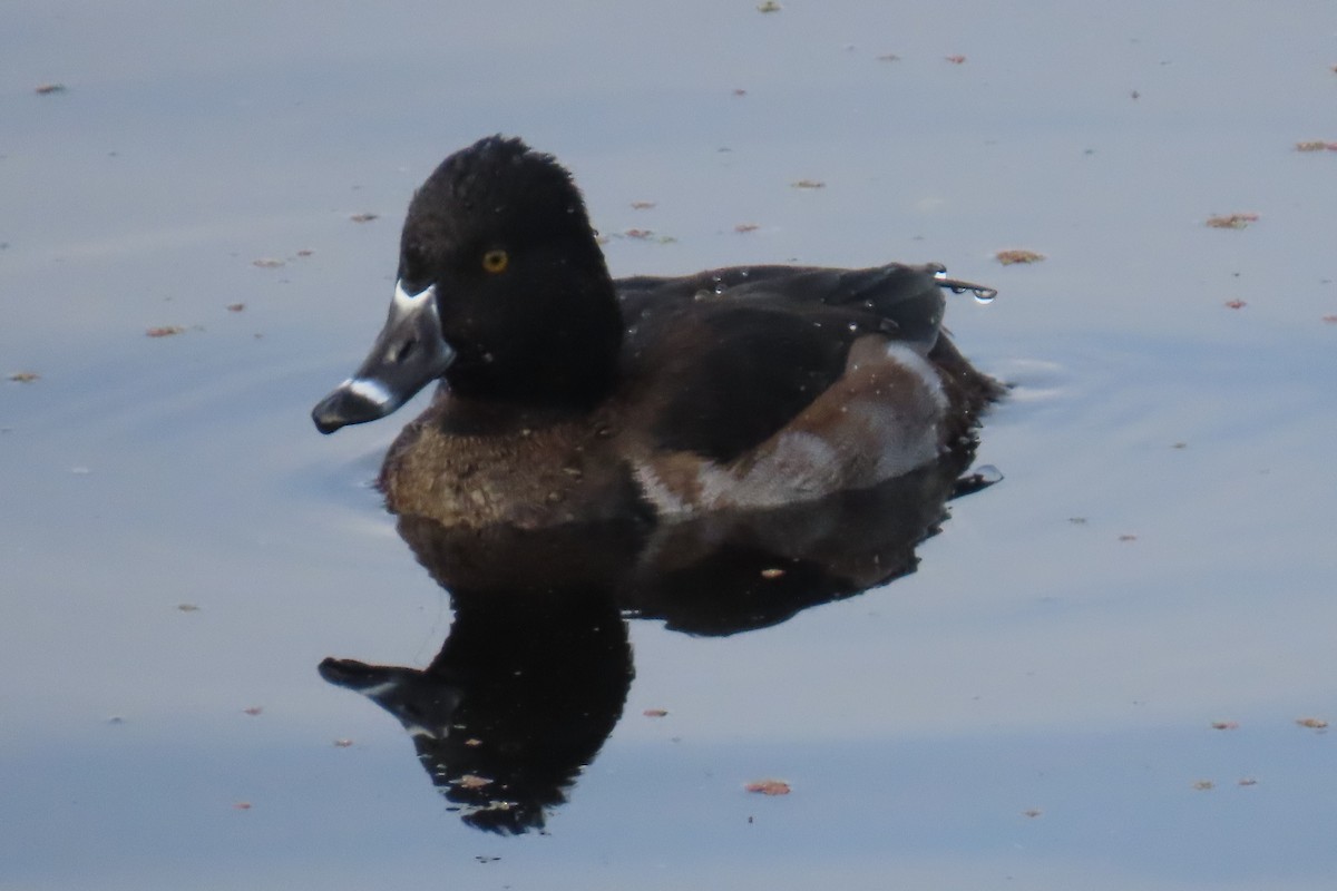 Ring-necked Duck - ML646210086