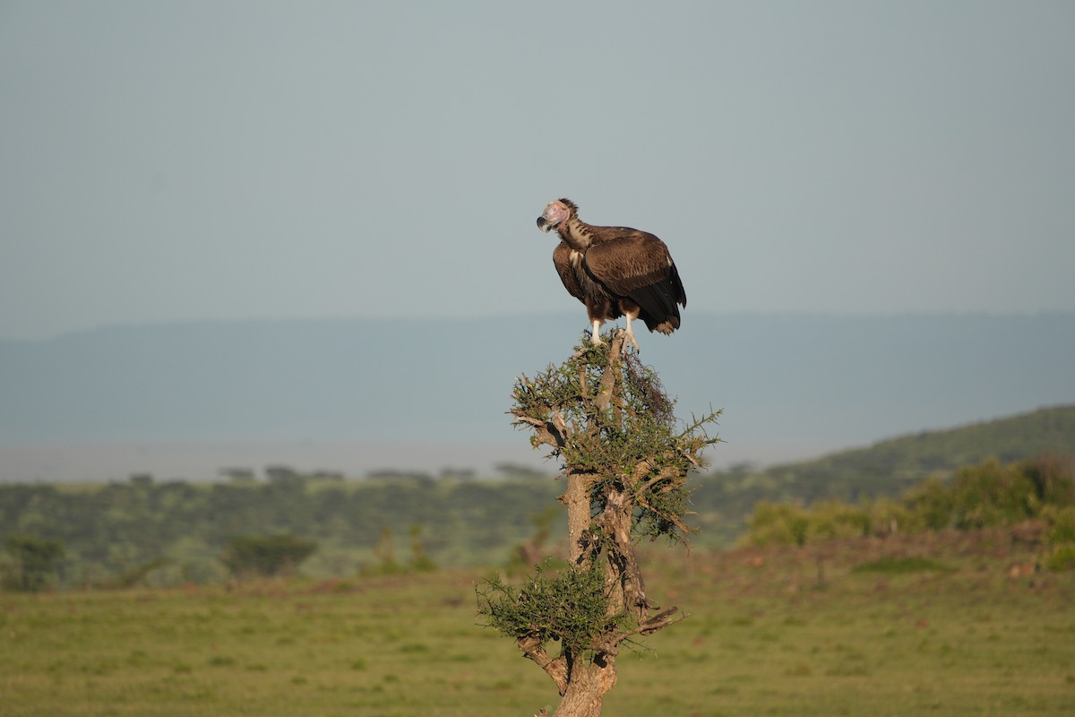 Lappet-faced Vulture - ML646210087