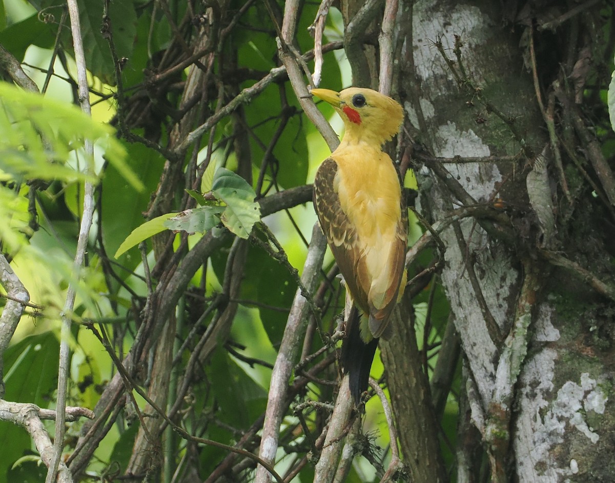 Cream-colored Woodpecker - ML646210089