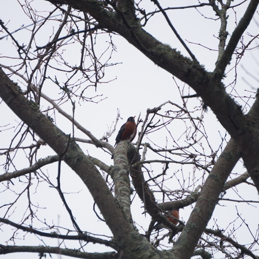 American Robin - ML646210090