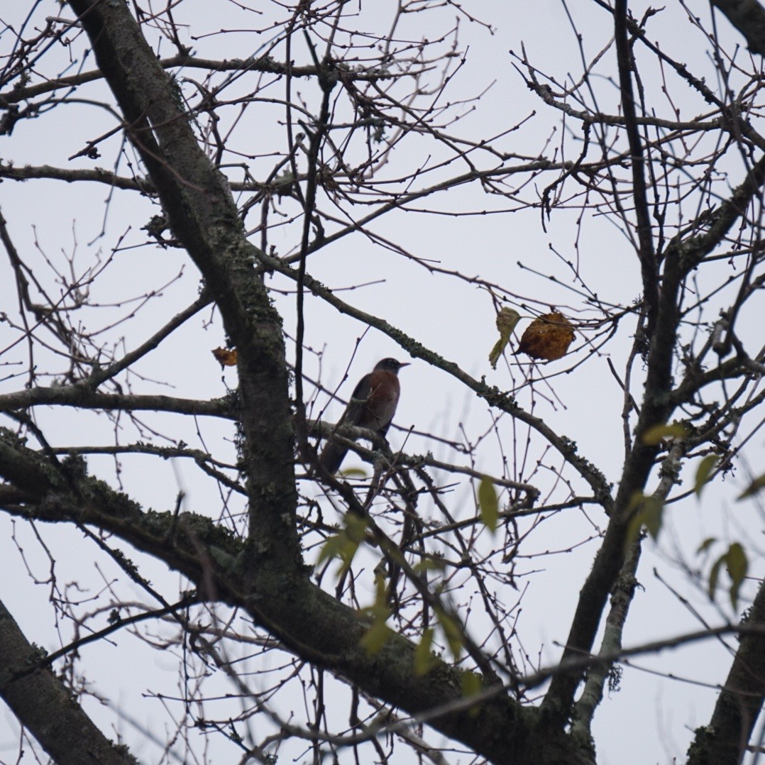 American Robin - ML646210091