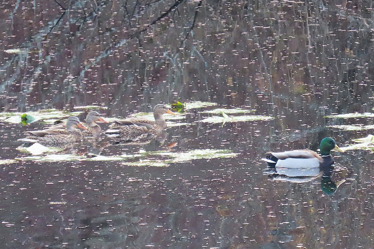 Mallard - ML646210093