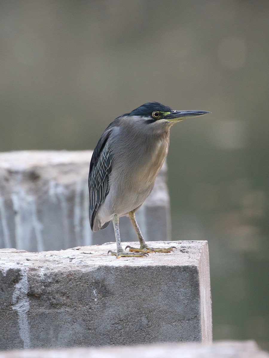 Little Heron - ML646210095