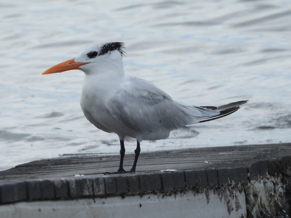 Royal Tern - ML646210097