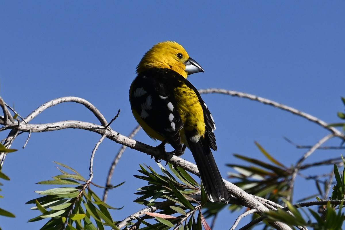 Golden Grosbeak - ML646210100