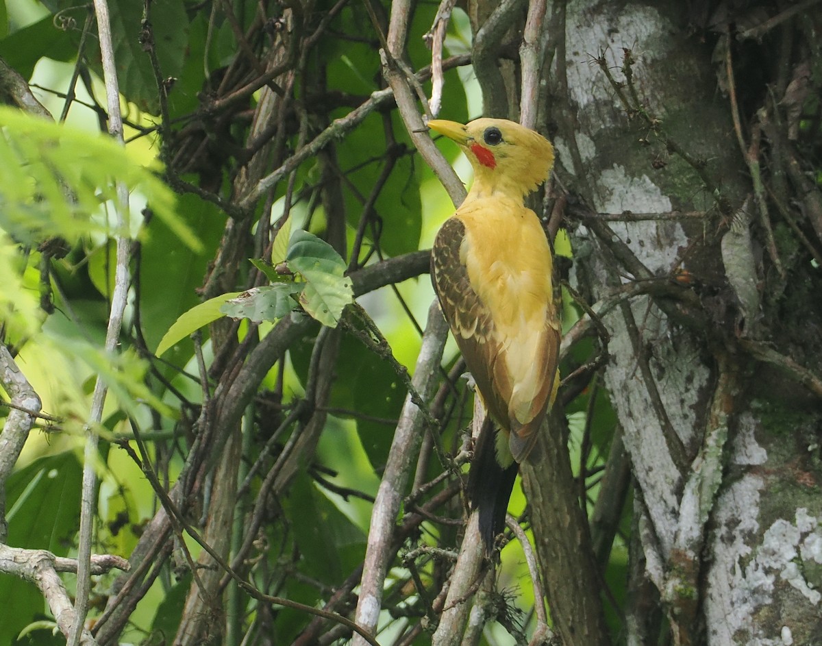 Cream-colored Woodpecker - ML646210102