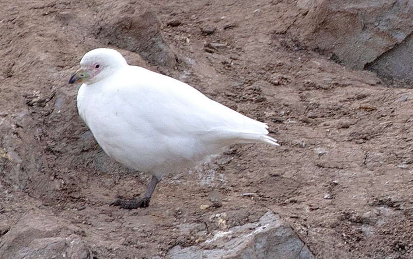 サヤハシチドリ - ML646210111