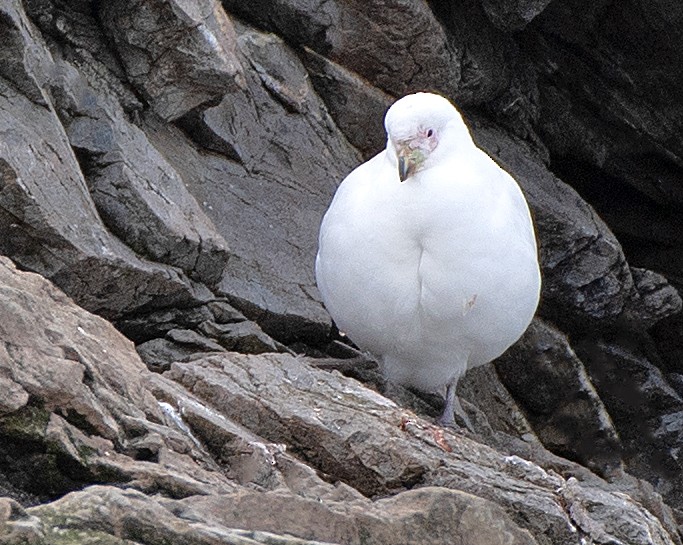 サヤハシチドリ - ML646210112