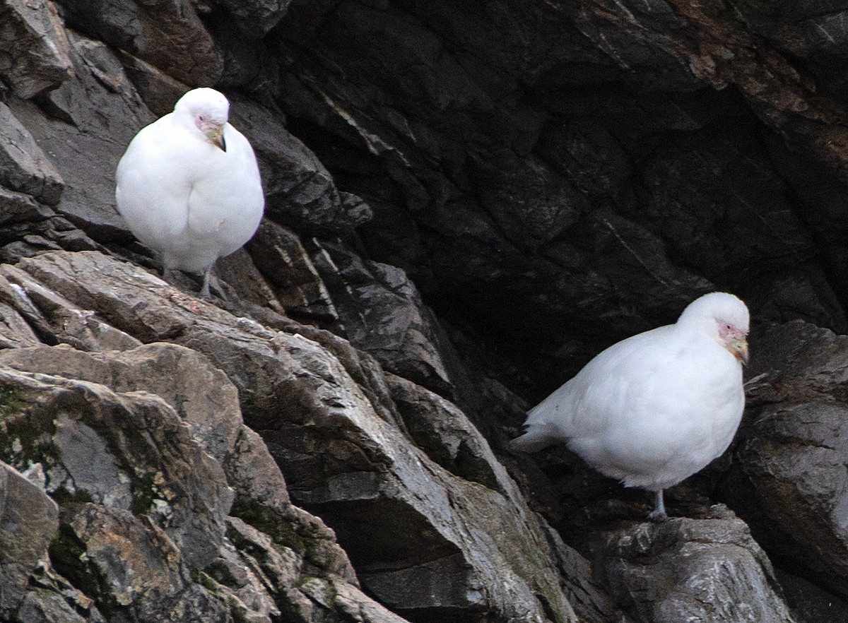 サヤハシチドリ - ML646210113