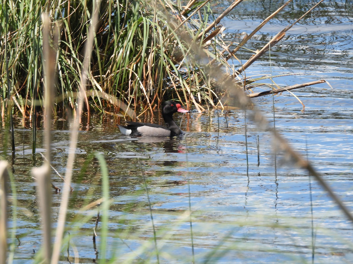 Rosy-billed Pochard - ML646210116