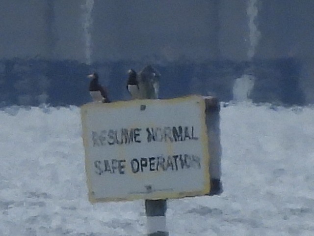 Brown Booby - ML646210120