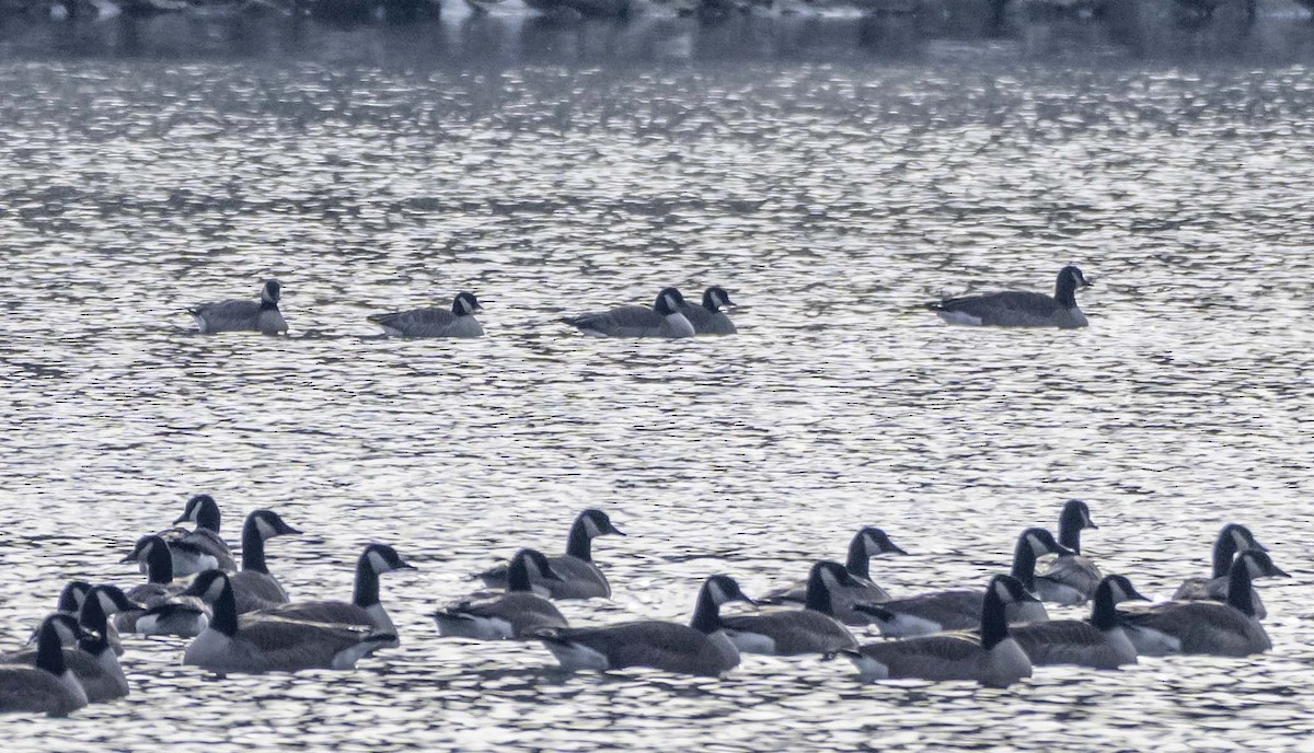 Barnacla Canadiense Chica - ML646210122