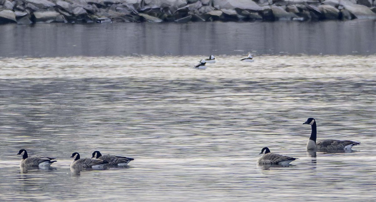 Barnacla Canadiense Chica - ML646210123