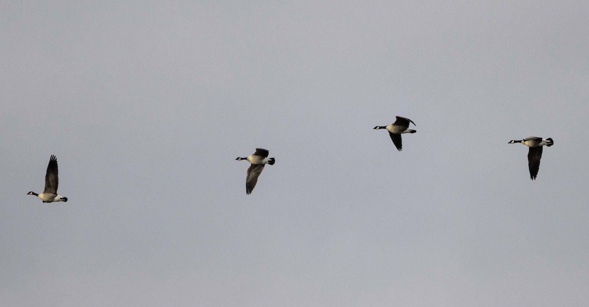 Barnacla Canadiense Chica - ML646210124