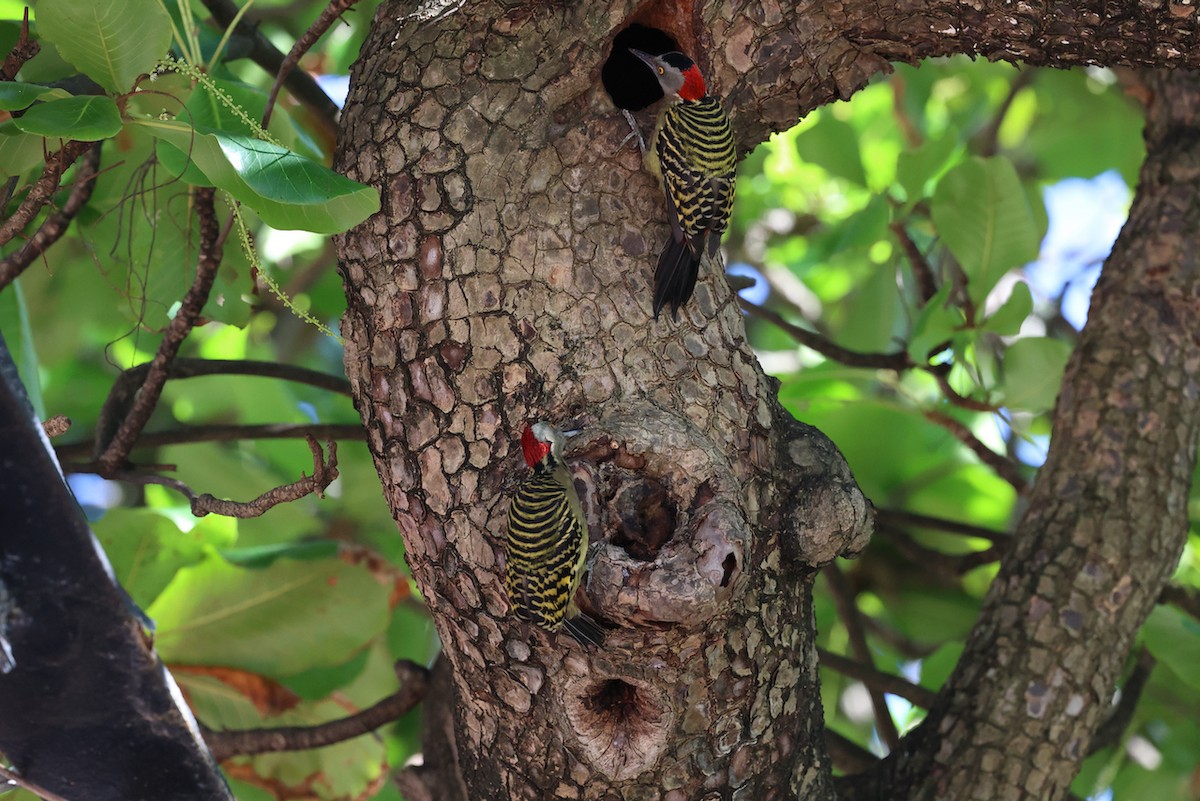 Hispaniolan Woodpecker - ML646210130