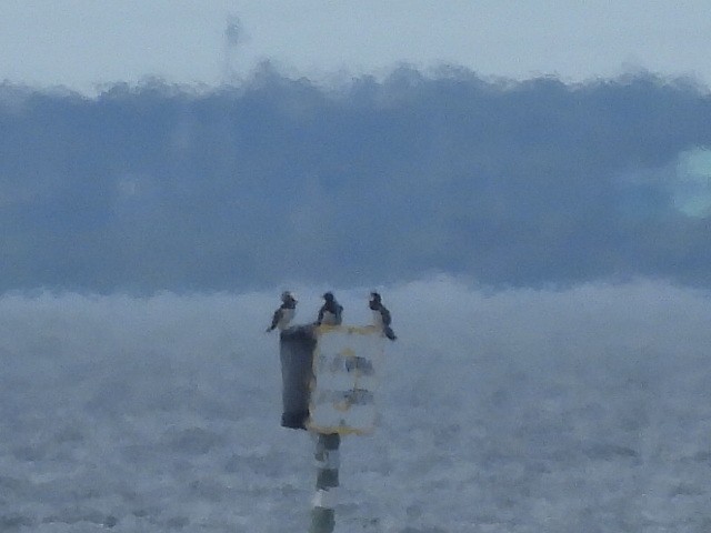 Brown Booby - ML646210131